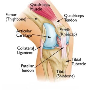 Knee Joint Disease